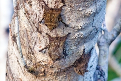 Proboscis Bat [Rhynchonycteris naso]