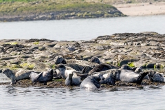 Grey Seal [Halichoerus grypus atlantica]