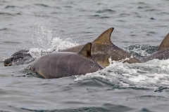 Common Bottlenose Dolphin [Delphinus delphis]