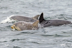 Common Bottlenose Dolphin [Delphinus delphis]