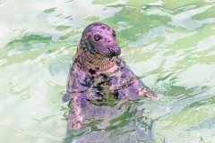 Grey Seal [Halichoerus grypus atlantica]
