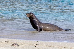 Galapagos Sea Lion [Zalophus wollebaeki]