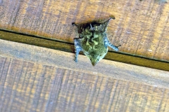 Greater Sac-winged Bat [Saccopteryx bilineata]