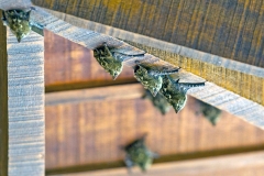 Greater Sac-winged Bat [Saccopteryx bilineata]