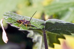 ichneumon wasp [Ichneumon stramentarius ?]