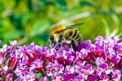 Common Carder Bee [Bombus pascuorum]