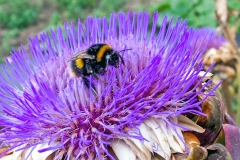 Buff-tailed Bumblebee [Bombus terrestris]