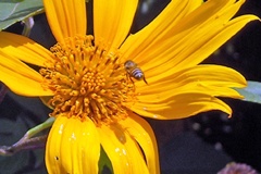 Western Honey Bee [Apis mellifera adansoni]
