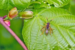 Gooden's Nomad Bee [Nomada goodeniana]