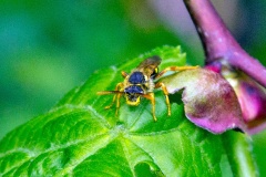 Gooden's Nomad Bee [Nomada goodeniana]