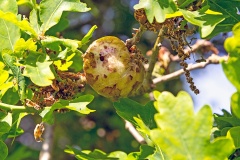 Oak Apple Gall Wasp [Biorhiza pallida]