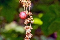 Common Spangle Gall Wasp [Neuroterus quercusbaccarum]