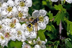 Wayward Sawfly [Tenthredo temula]