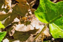Flavous Nomad Bee [Nomada flava]