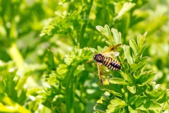Orange-horned Scabious Sawfly [Abia nitens]
