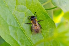 Broad-margined Mining Bee [Andrena synadelpha]