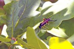 Red-thighed Macrophya [Macrophya rufipes]