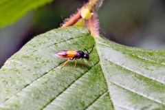 Bramble Sawfly [Arge cyanocrocea]