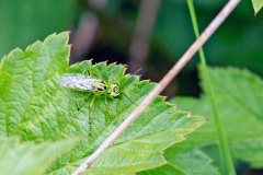 Broad-striped Rhogogaster [Rhogogaster scalaris]