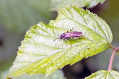 Wayward Sawfly [Tenthredo temula]