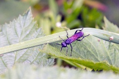 Cinquefoil Strider [Macrophya annulata]