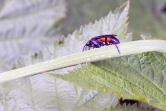 Cinquefoil Strider [Macrophya annulata]