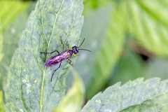 Common Green Tenthredo [Tenthredo mesomela]