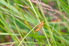Common Tenthredopsis [Tenthredopsis nassata]