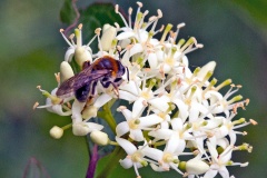 Early Mining Bee [Andrena haemorrhoa]