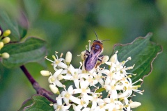 Early Mining Bee [Andrena haemorrhoa]