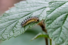 Orange Bordered Oak-cutter [Periclista pubescens]