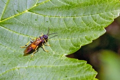 Large Yellow-girdled Tenthredo [Tenthredo maculata]