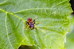 Large Yellow-girdled Tenthredo [Tenthredo maculata]