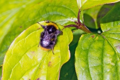 Early Bumblebee [Bombus pratorum]