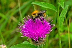 Common Carder Bee [Bombus pascuorum]