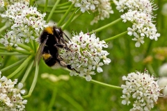 White-tailed Bumblebee [Bombus lucorum]