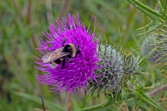 Field Cuckoo Bee [Bombus campestris ?]