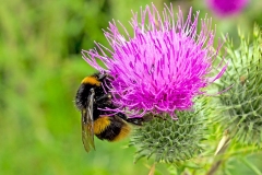 Buff-tailed Bumblebee [Bombus terrestris]