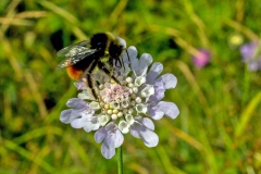 Red-tailed Bumblebee [Bombus lapidarius]
