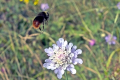 Red-tailed Bumblebee [Bombus lapidarius]