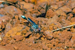 mud-dauber wasp [Chalybion  sp.]