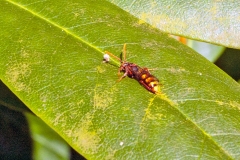 Flavous Nomad Bee [Nomada flava]