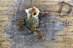 Narrow Stingless Bee [Tetragonisca angustula]