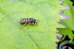 Tree Wasp [Dolichovespula sylvestris]