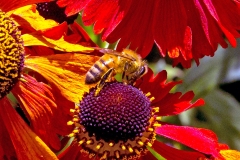 Western Honey Bee [Apis mellifera]