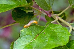 Apple Sawyer [Pristiphora maesta]