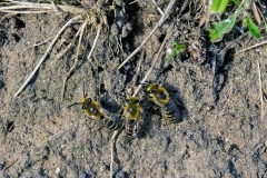 Ivy Bee [Colletes hederae]
