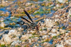 Black Mud Wasp [Delta emarginatum]
