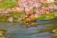 potter wasp [Delta lepeleterii]