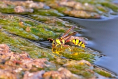 potter wasp [Delta lepeleterii]